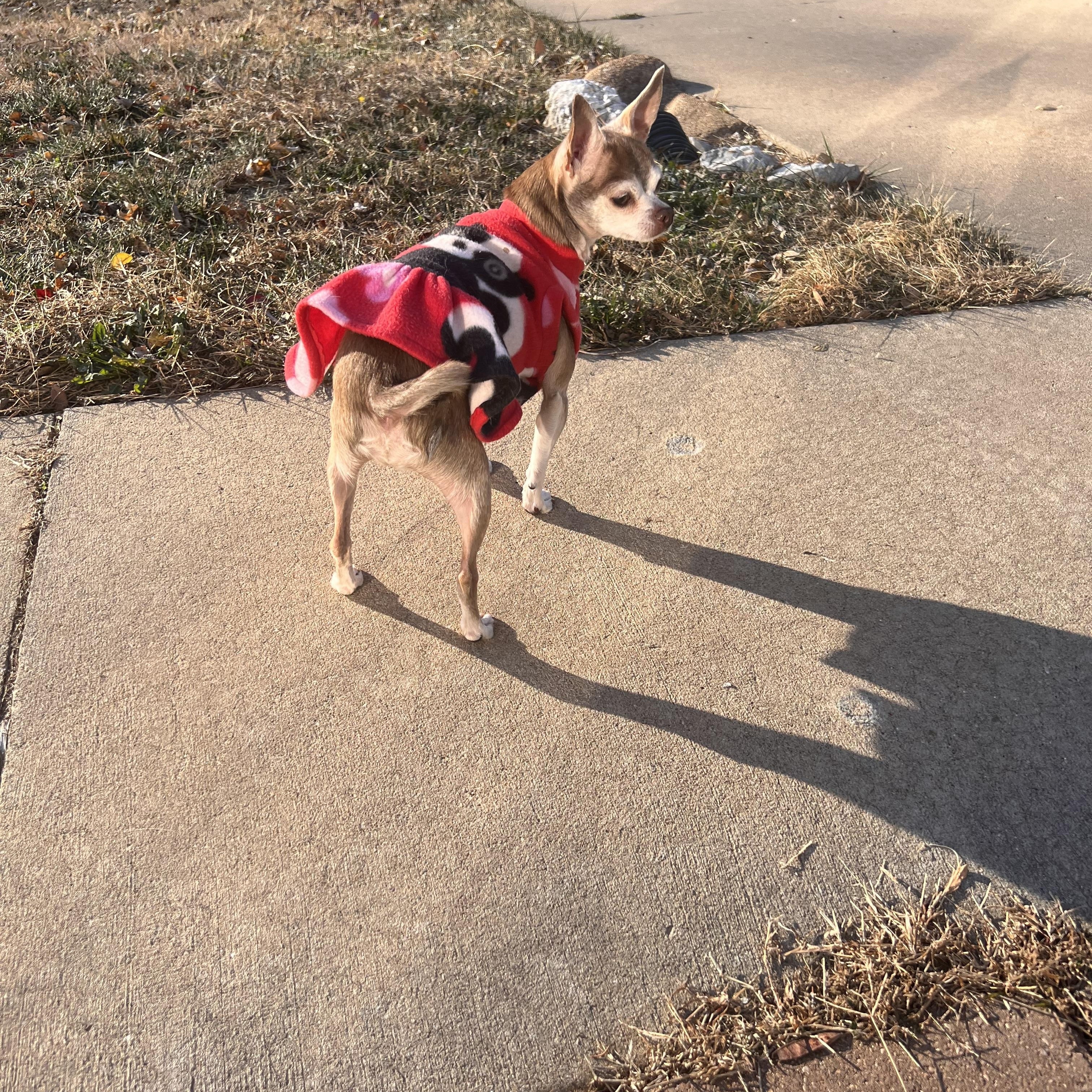 Stella, adopted, Adult Female Chihuahua.