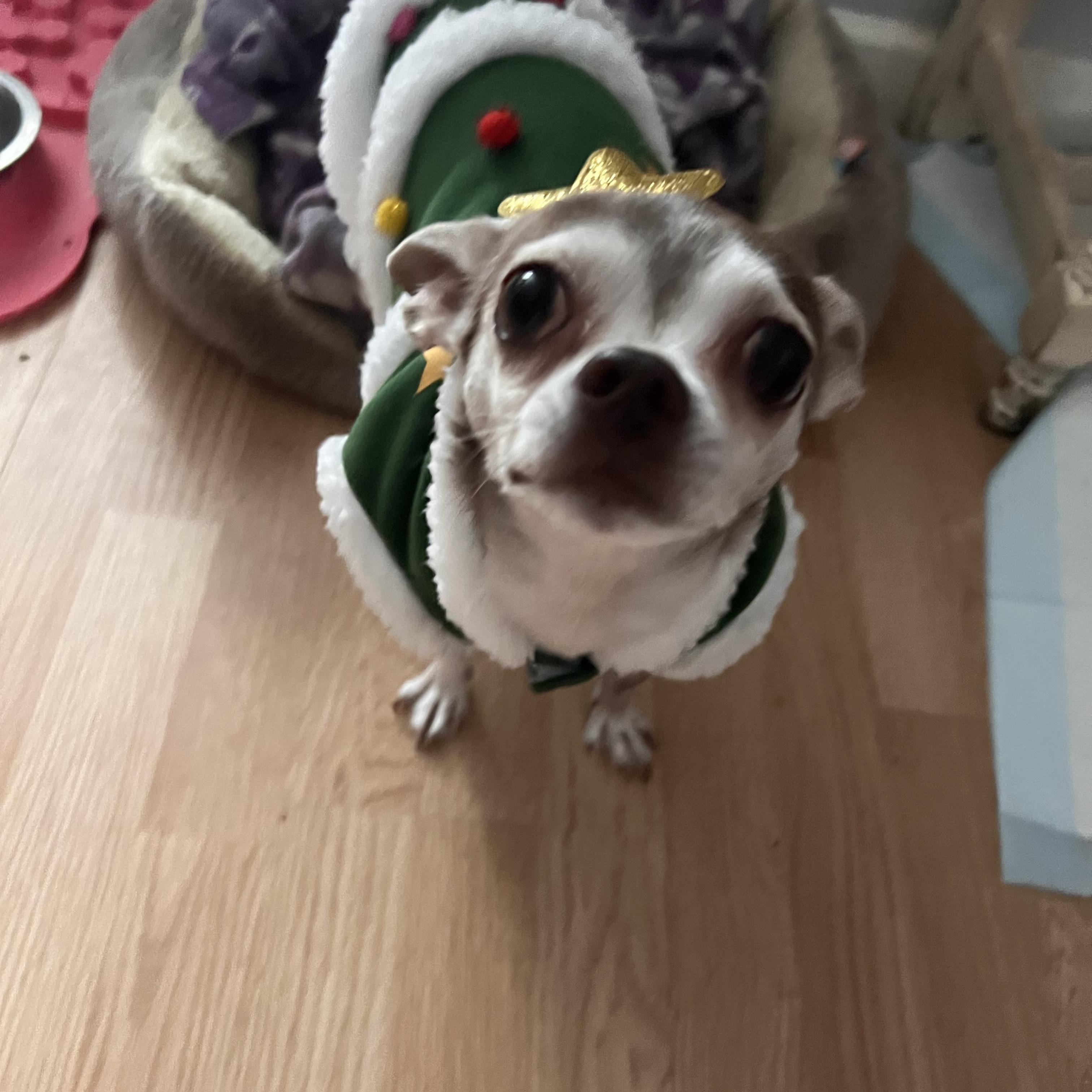 Enlarge Stella, an adopted Chihuahua in Pekin, IL image 2/6