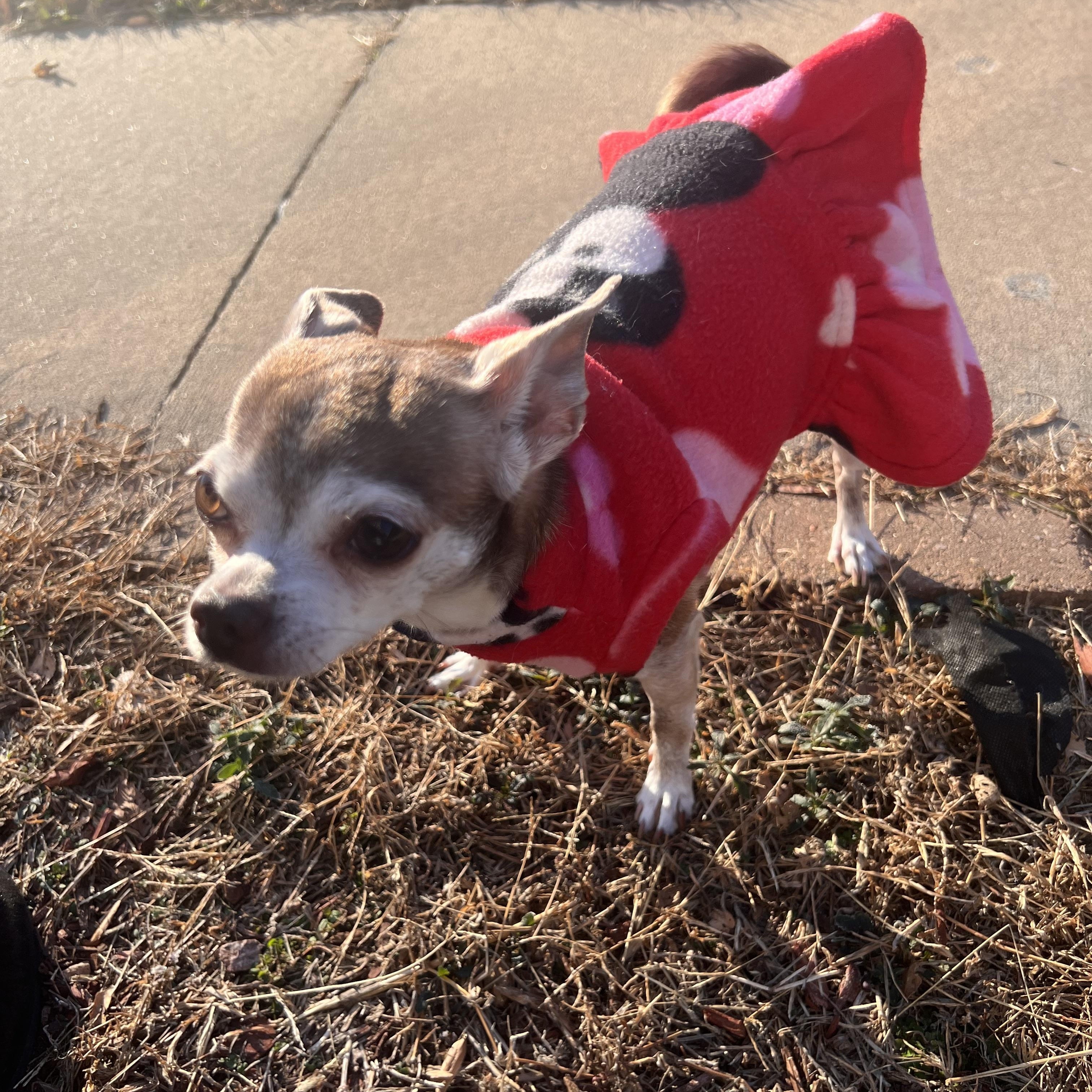 Enlarge Stella, an adopted Chihuahua in Pekin, IL image 3/6