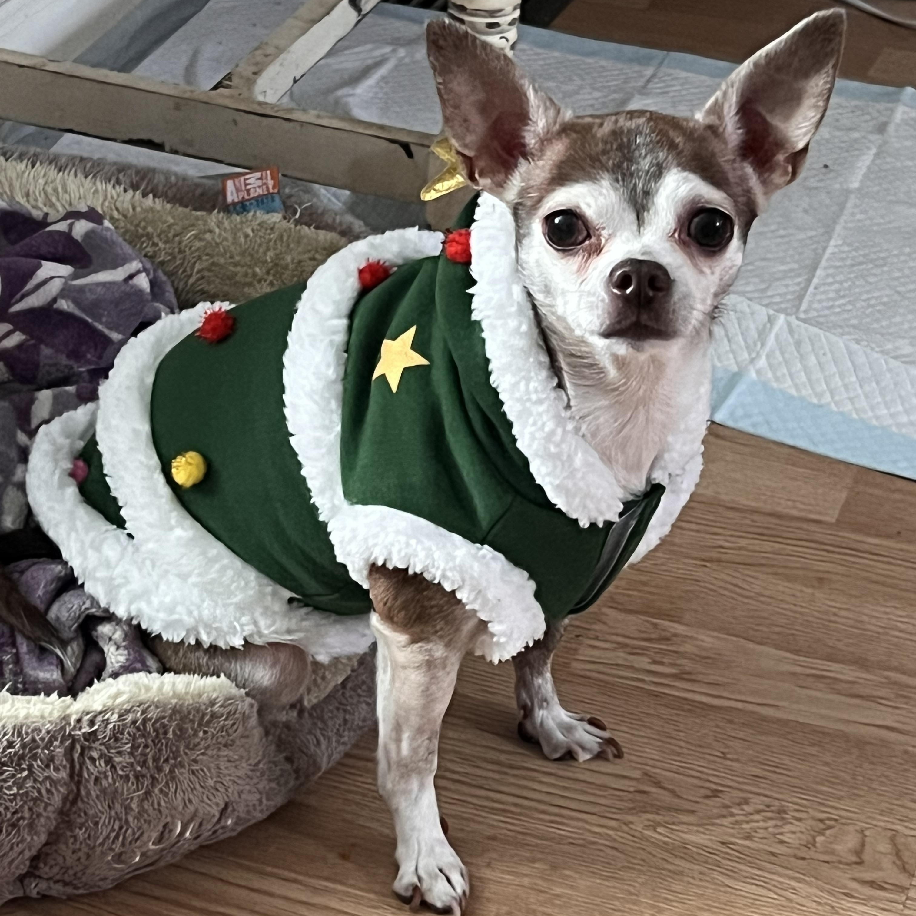 Enlarge Stella, an adopted Chihuahua in Pekin, IL image 4/6