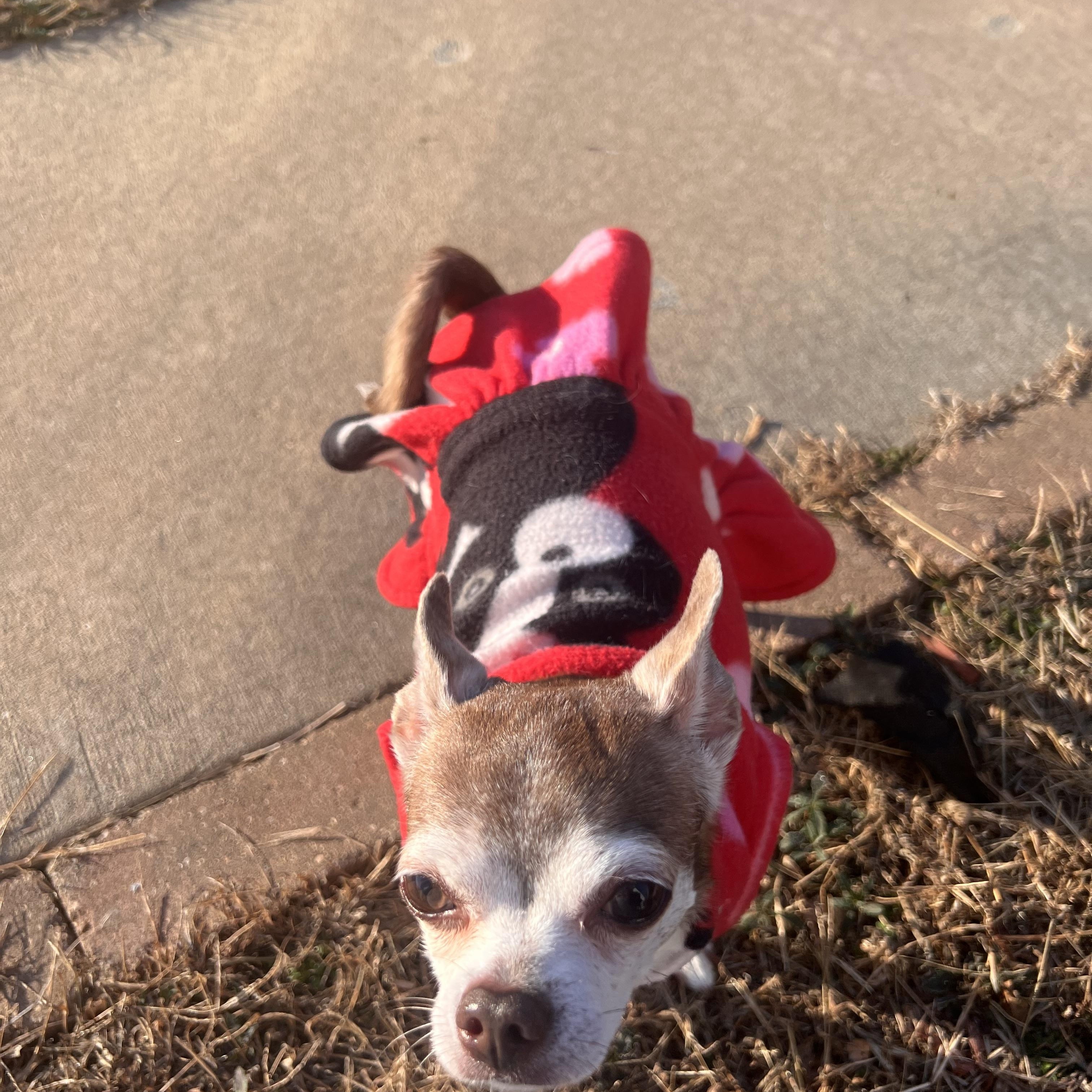 Enlarge Stella, an adopted Chihuahua in Pekin, IL image 5/6