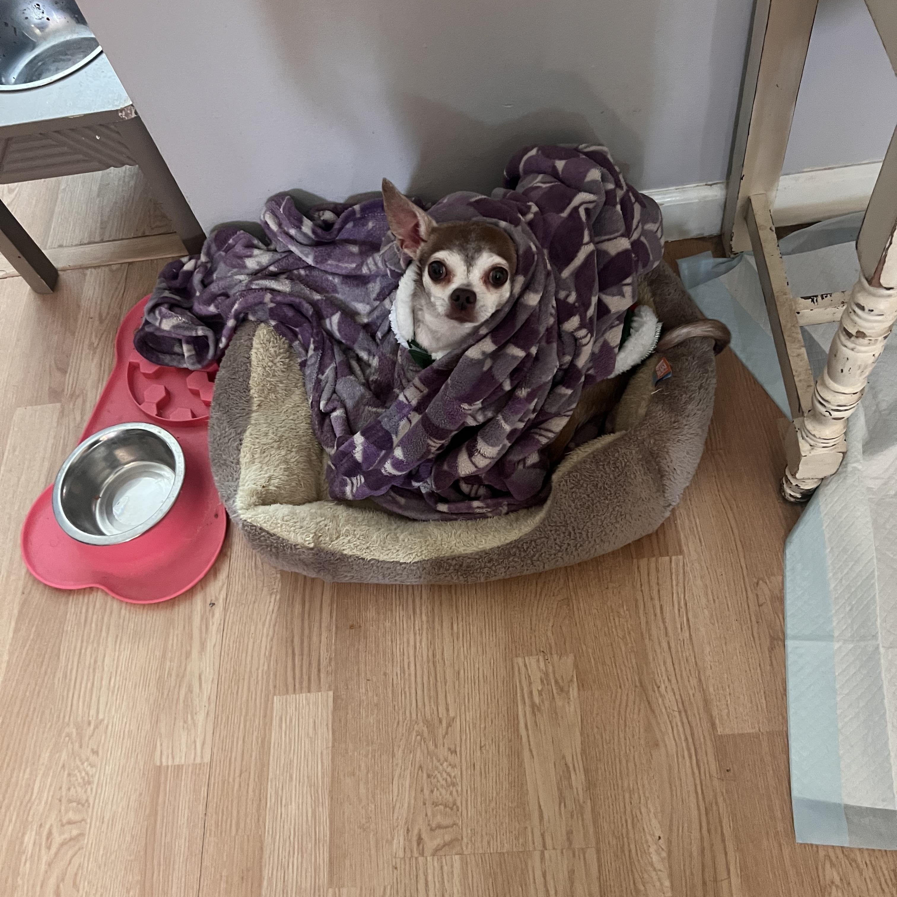 Enlarge Stella, an adopted Chihuahua in Pekin, IL image 6/6