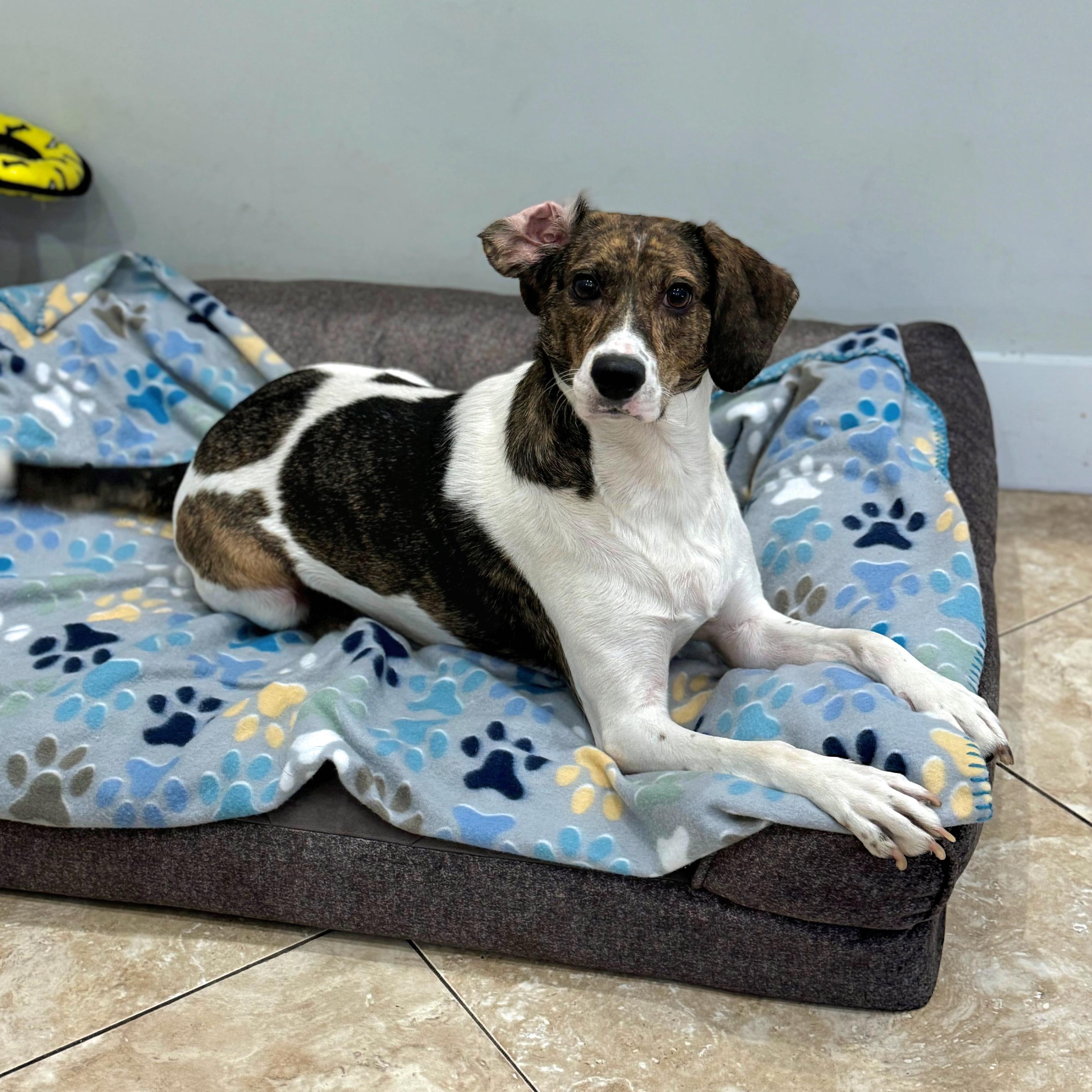 Winnie, Adult Female Hound