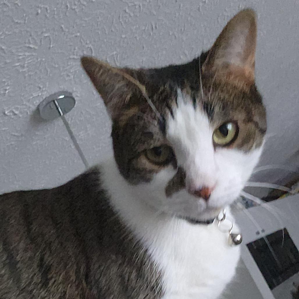 Squishy, Adoptable, Adult Male Domestic Short Hair.