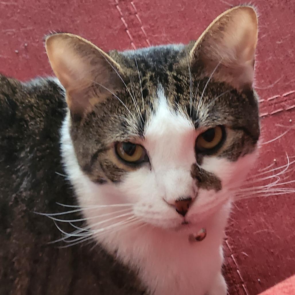 Squishy, a Adoptable Domestic Short Hair in Cincinnati, OH image 2/5