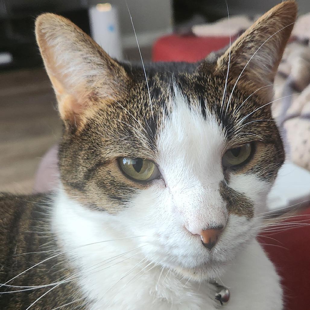 Squishy, a Adoptable Domestic Short Hair in Cincinnati, OH image 3/5