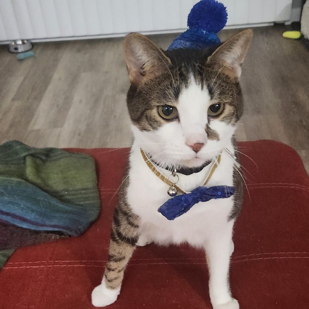 Squishy, a Adoptable Domestic Short Hair in Cincinnati, OH image 4/5