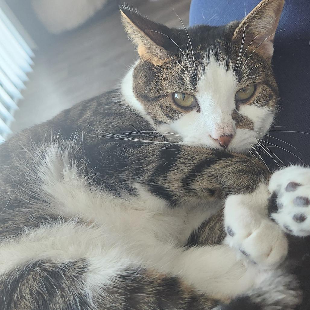 Squishy, a Adoptable Domestic Short Hair in Cincinnati, OH image 5/5