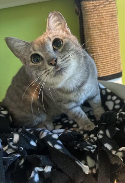 Ambrosia, Adoptable, Adult Female Domestic Short Hair & Domestic Short Hair.