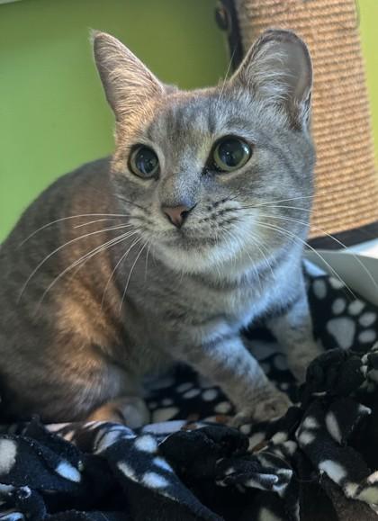 Ambrosia, a Adoptable Domestic Short Hair in New Orleans, LA image 2/2