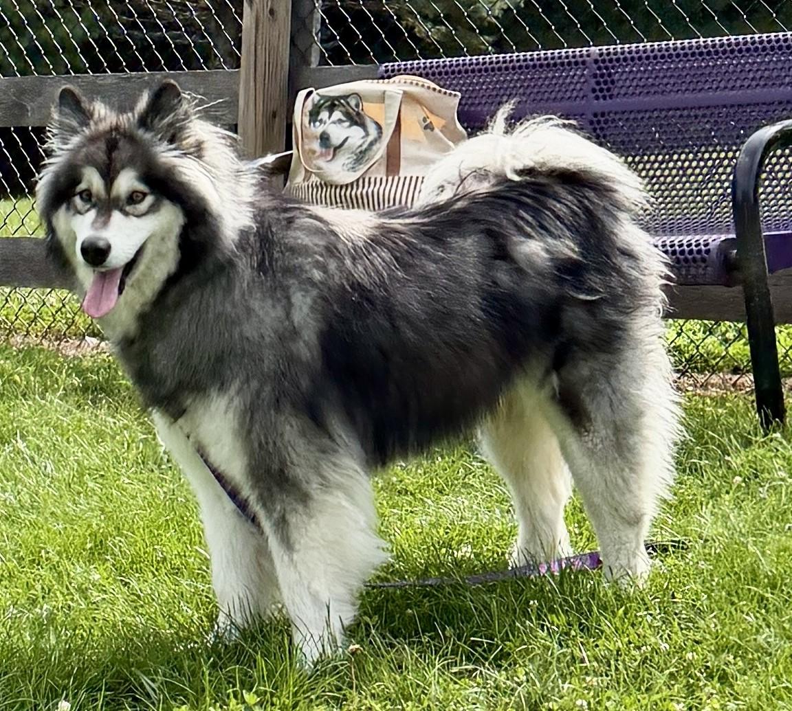 Bella, Adoptable, Young Female Alaskan Malamute.