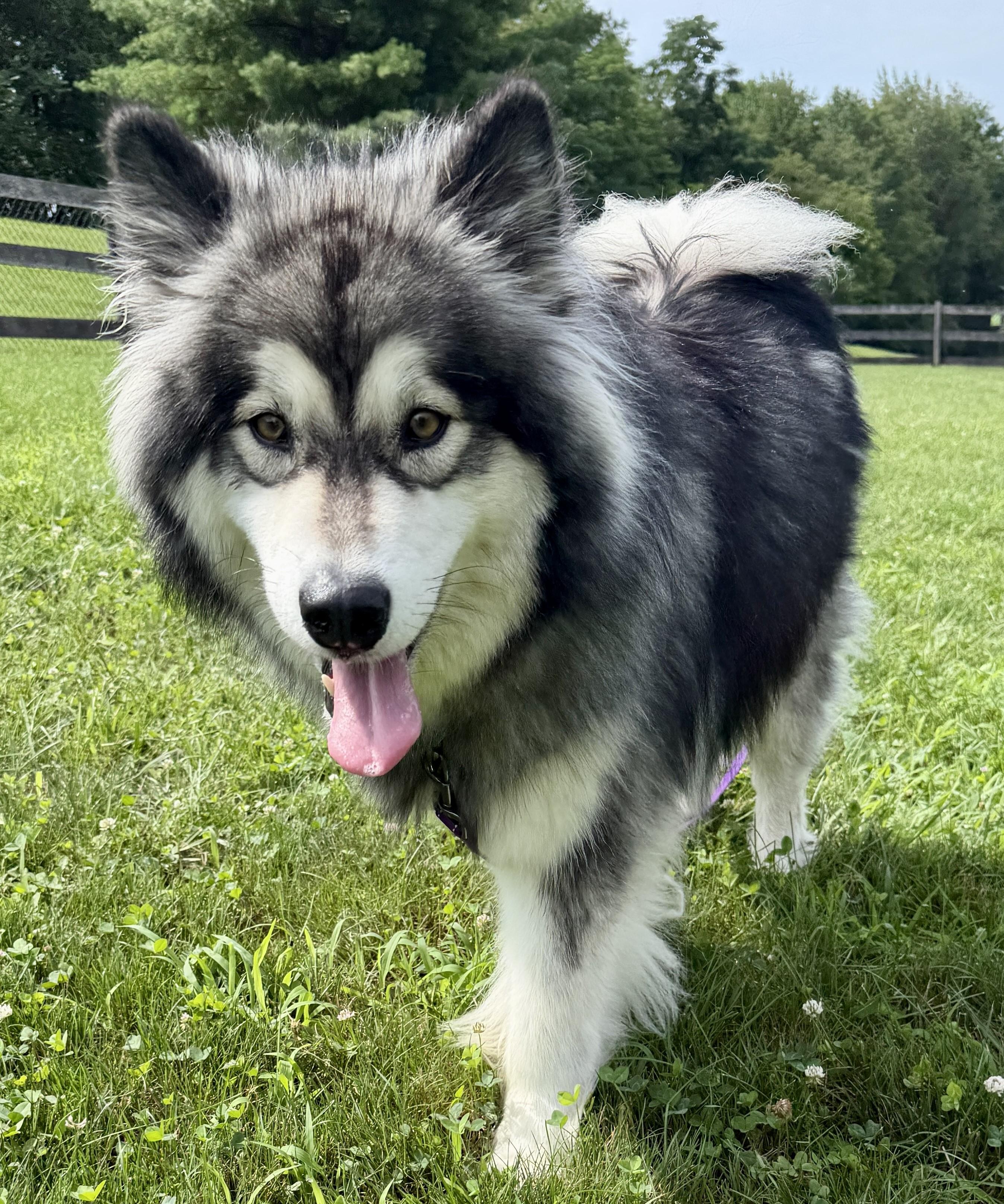 Enlarge Bella, a Adoptable Alaskan Malamute in Gaithersburg, MD image 2/3