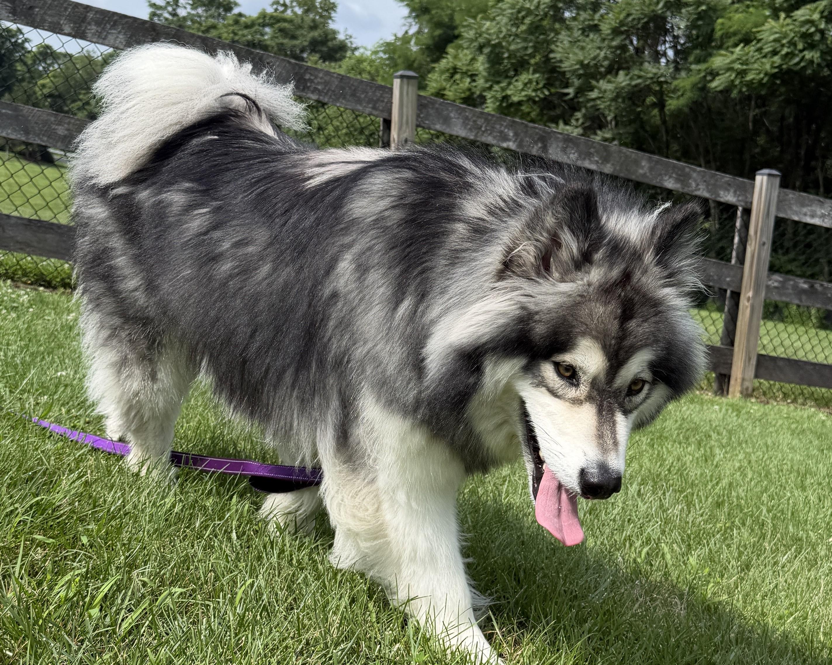 Enlarge Bella, a Adoptable Alaskan Malamute in Gaithersburg, MD image 3/3