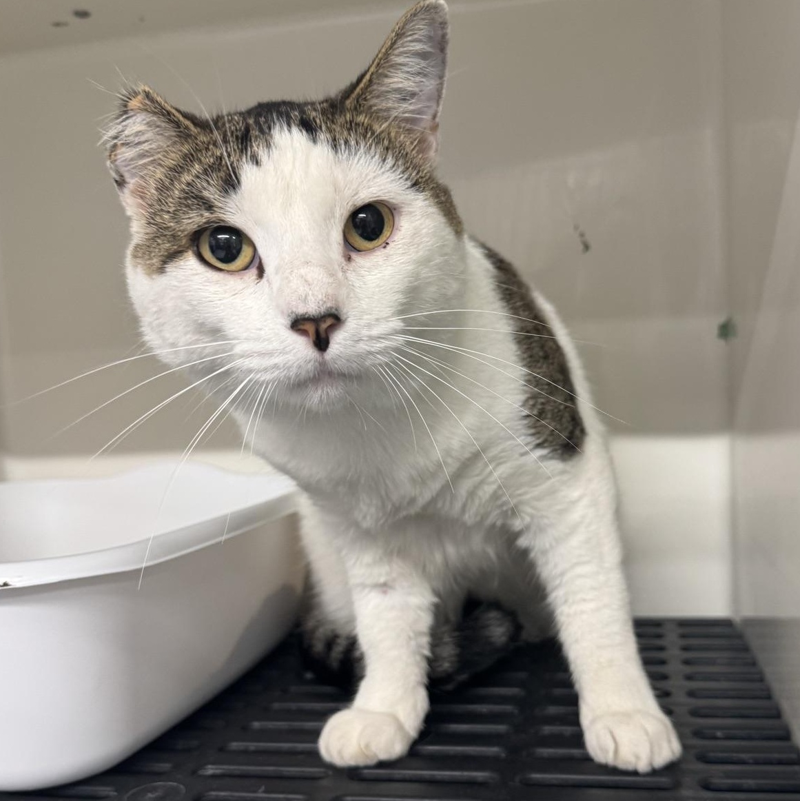 Enlarge Gus, a Adoptable Domestic Short Hair in Morris, MN image 5/5