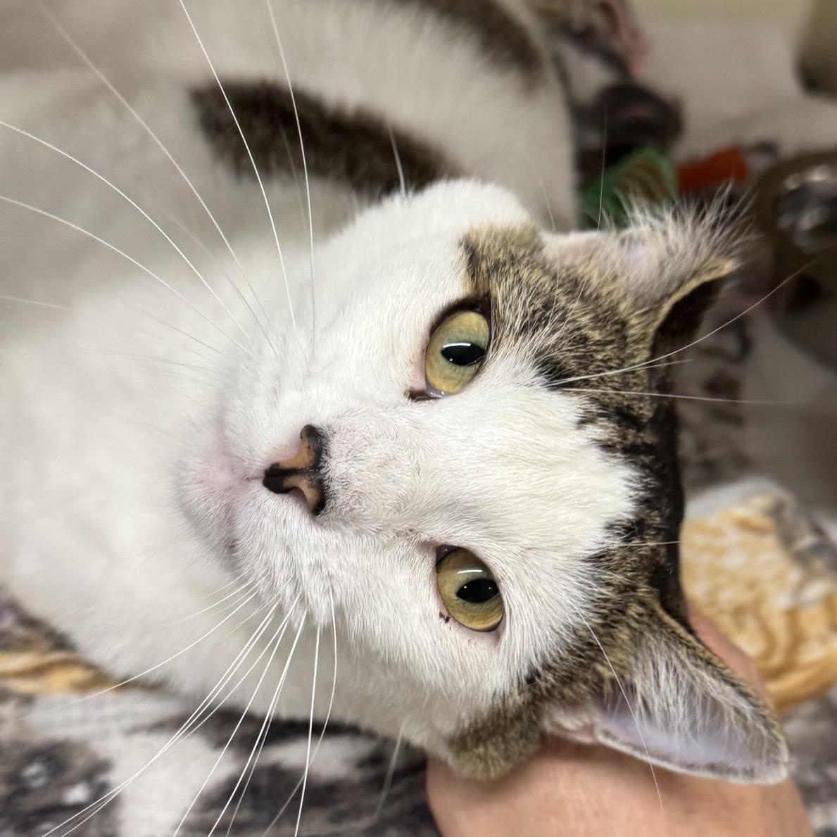 Enlarge Gus, a Adoptable Domestic Short Hair in Morris, MN image 4/5