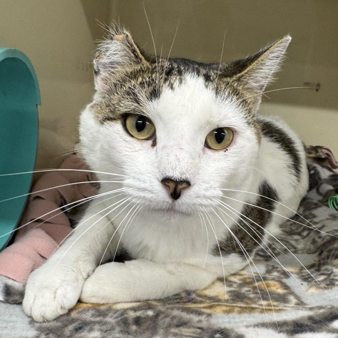 Gus, Adoptable, Adult Male Domestic Short Hair.