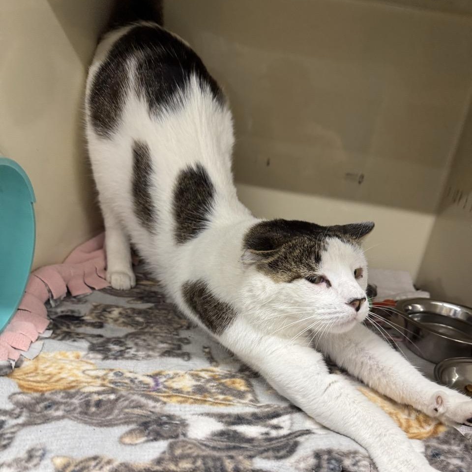 Enlarge Gus, a Adoptable Domestic Short Hair in Morris, MN image 3/5