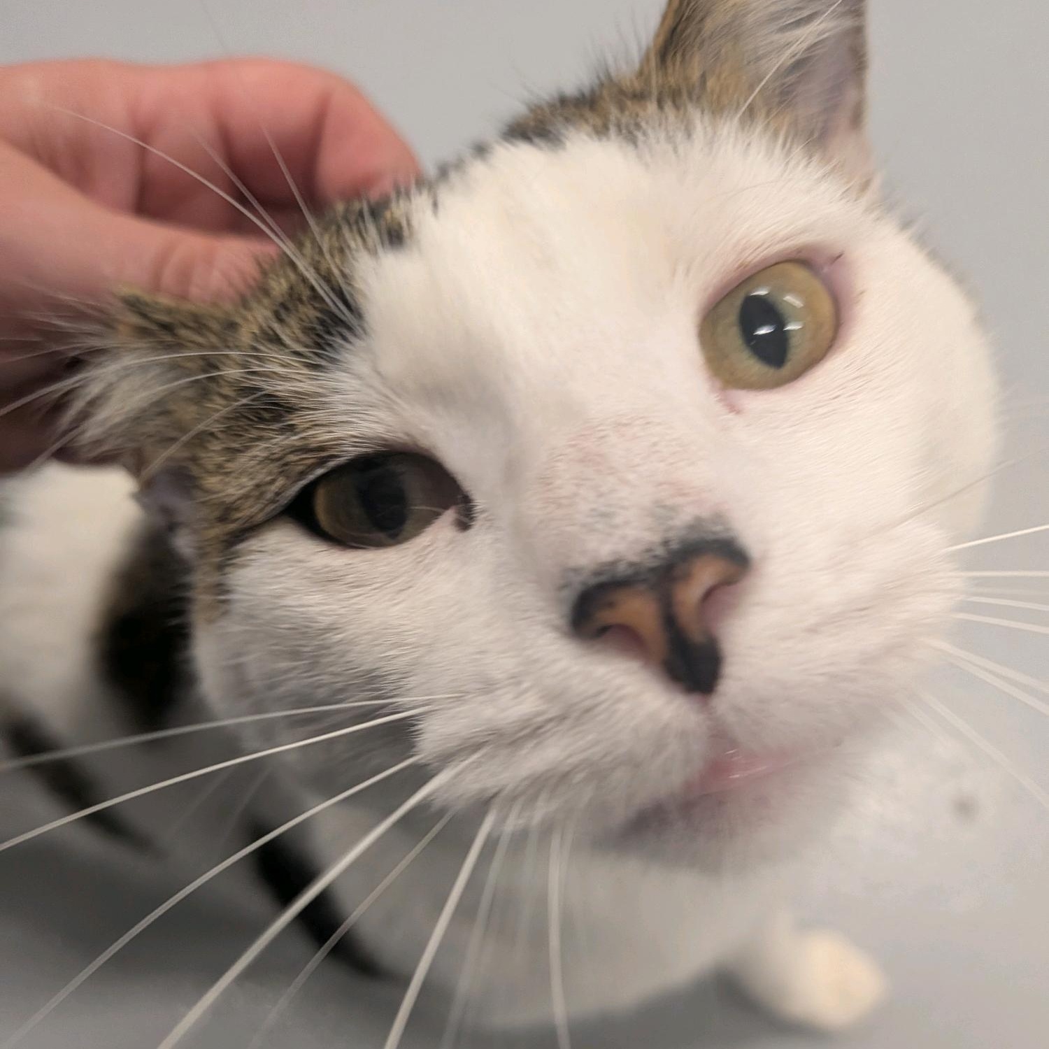 Enlarge Gus, a Adoptable Domestic Short Hair in Morris, MN image 2/5