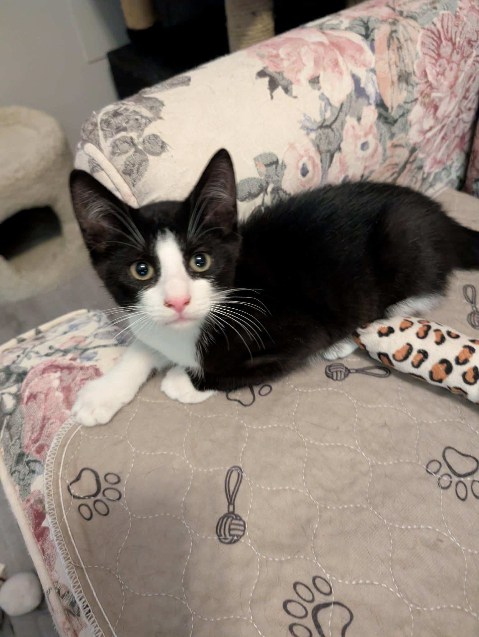 Enlarge BOBBY, a Adoptable Domestic Short Hair in Tillsonburg, ON image 1/2