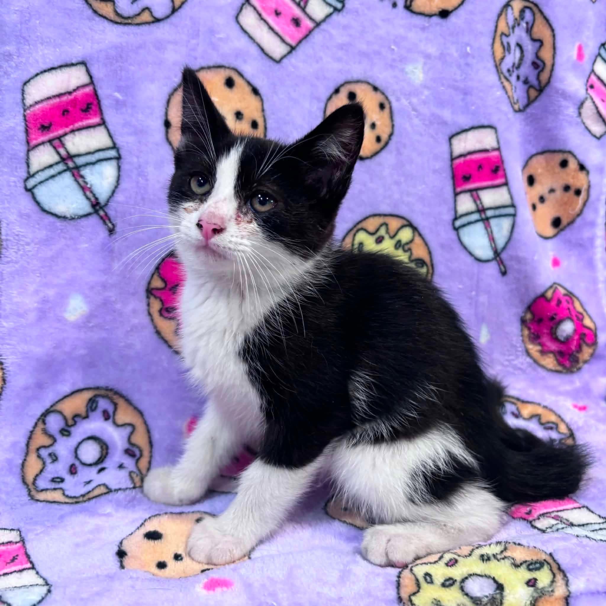 Enlarge BOBBY, a Adoptable Domestic Short Hair in Tillsonburg, ON image 2/2