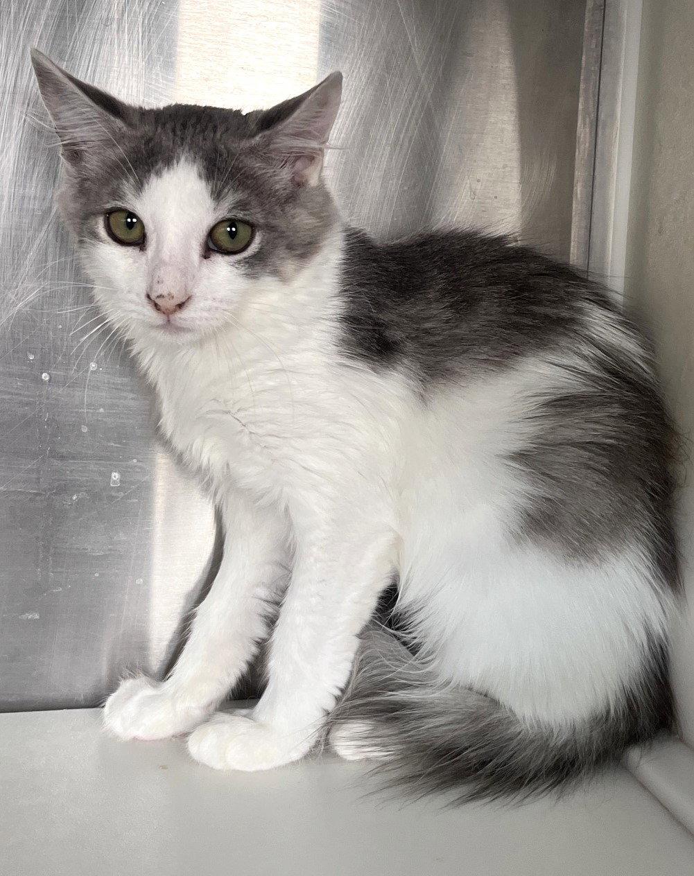 Enlarge Merica, a Adoptable mixed breed in Carrollton, GA image 3/3