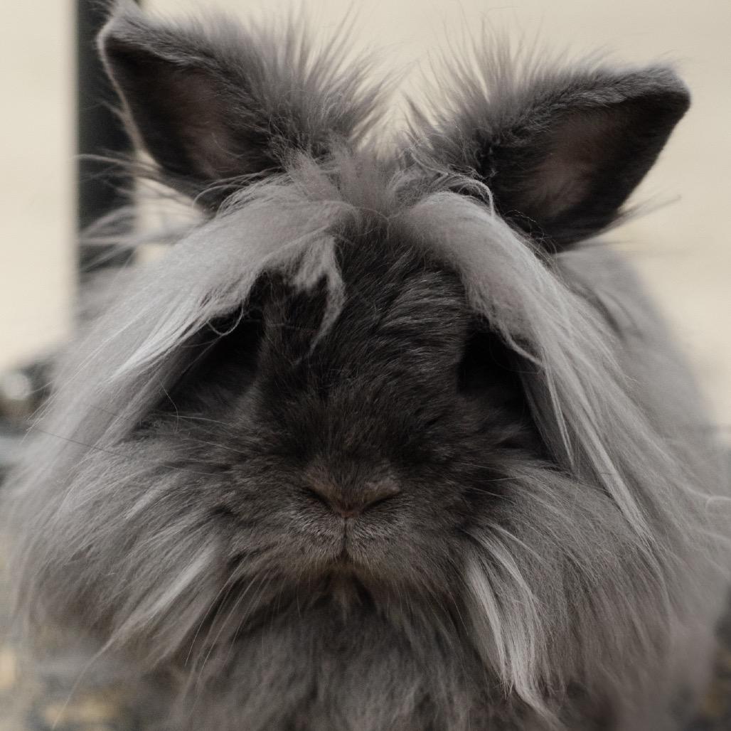 Stevie Bunn, Adoptable, Adult Male Lionhead.