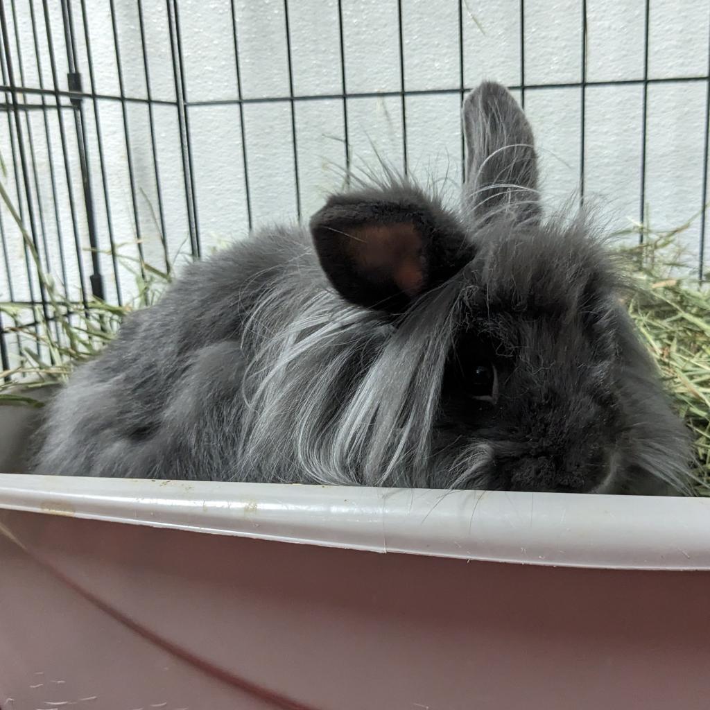 Enlarge Stevie Bunn, a Adoptable Lionhead in Kennesaw, GA image 2/3