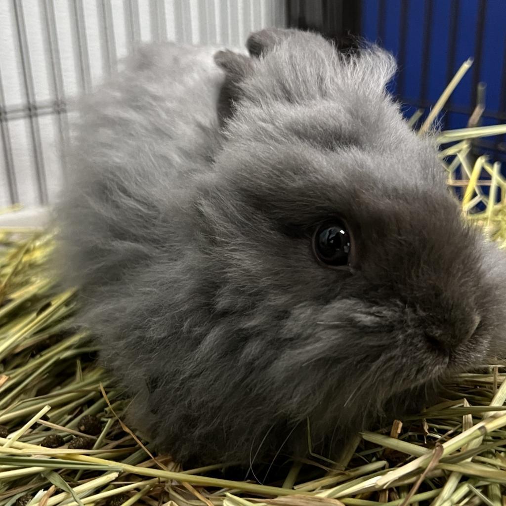 Enlarge Stevie Bunn, a Adoptable Lionhead in Kennesaw, GA image 3/3