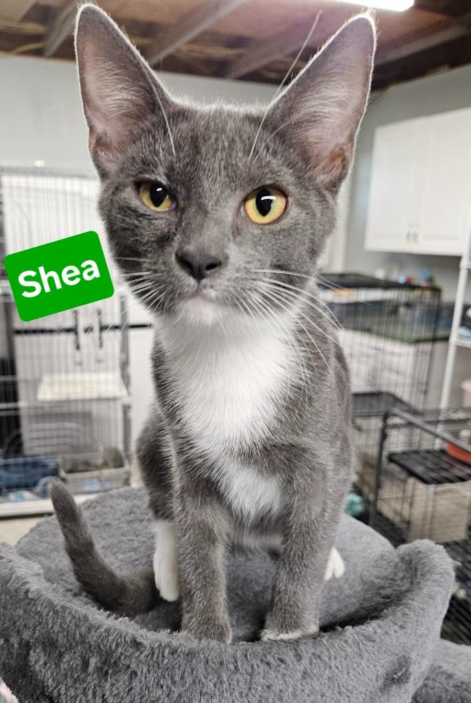 Shea, Adoptable, Young Male Domestic Short Hair.