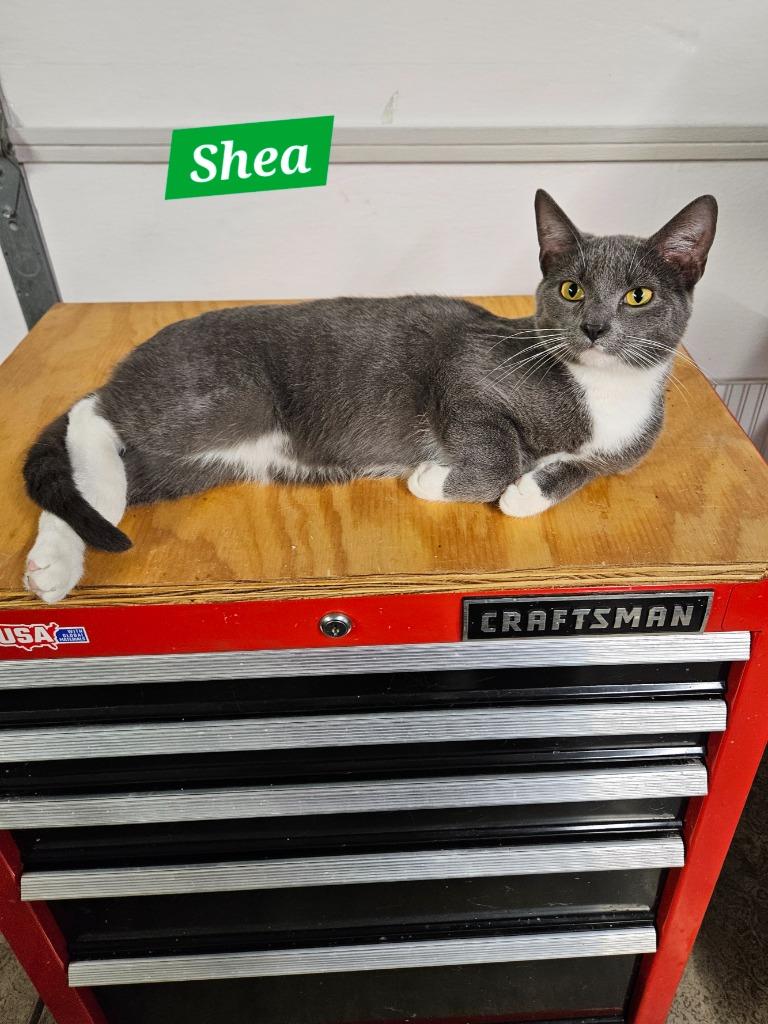 Enlarge Shea, a Adoptable mixed breed in Manchester, TN image 2/2