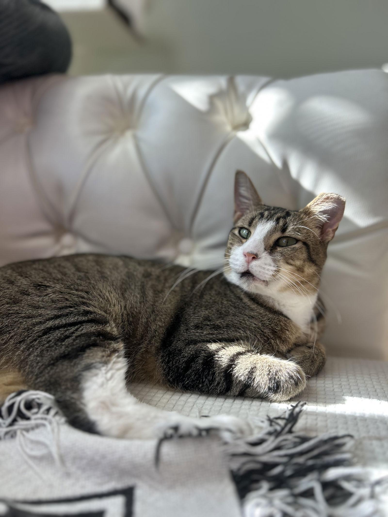 Connie, Adoptable, Adult Female Tabby & American Bobtail.