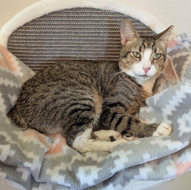 Enlarge Connie, a Adoptable mixed breed in Ocala, FL image 2/3