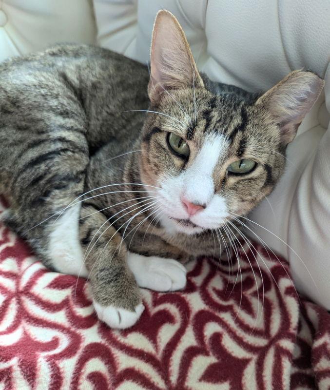 Enlarge Connie, a Adoptable mixed breed in Ocala, FL image 2/3