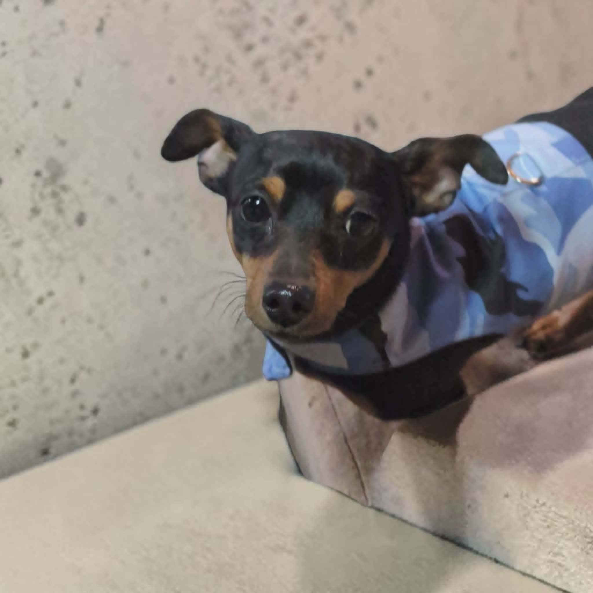 Enlarge Cherokee, an adoptable Miniature Pinscher in Portland, OR image 2/3