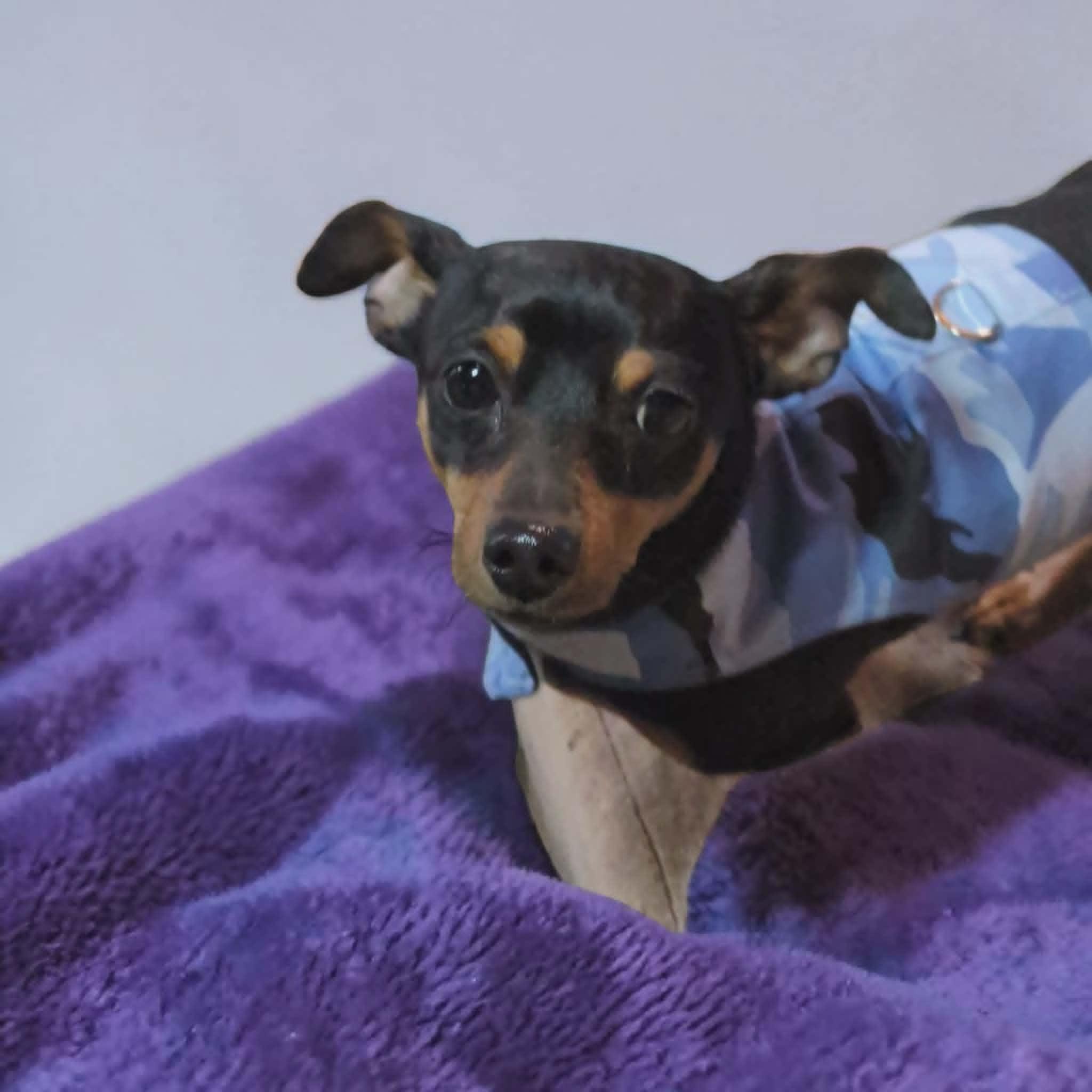 Enlarge Cherokee, an adoptable Miniature Pinscher in Portland, OR image 3/3