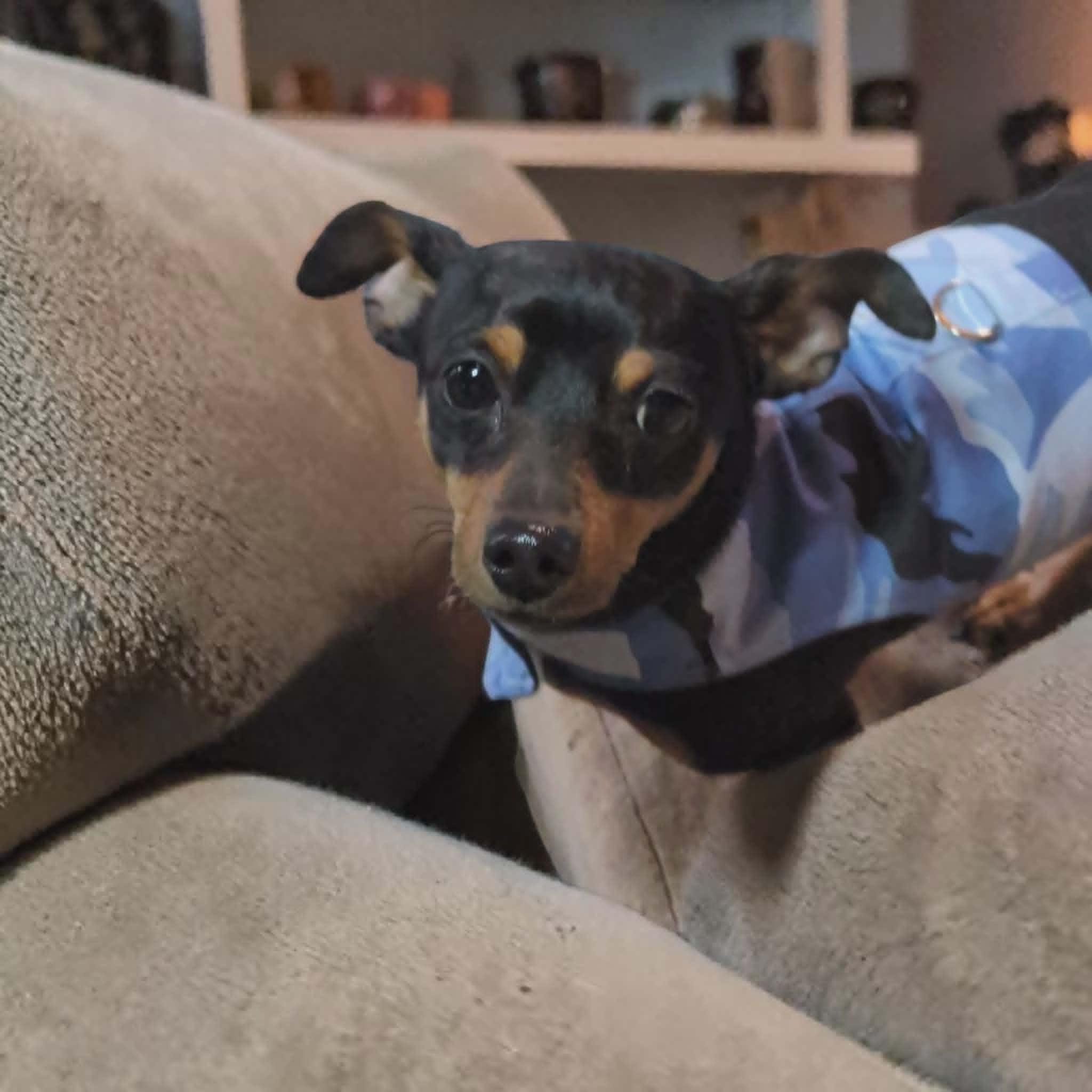 Cherokee, adoptable, Adult Male Miniature Pinscher.