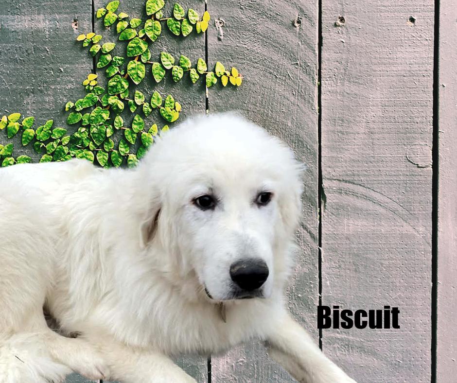 Biscuit, ADOPTABLE, Young Male Great Pyrenees.