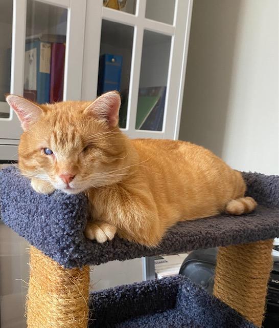 Good King Wenceslas, a Adoptable Domestic Short Hair in Sterling, VA image 2/6