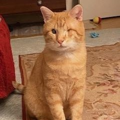 Good King Wenceslas, a Adoptable Domestic Short Hair in Sterling, VA image 3/6