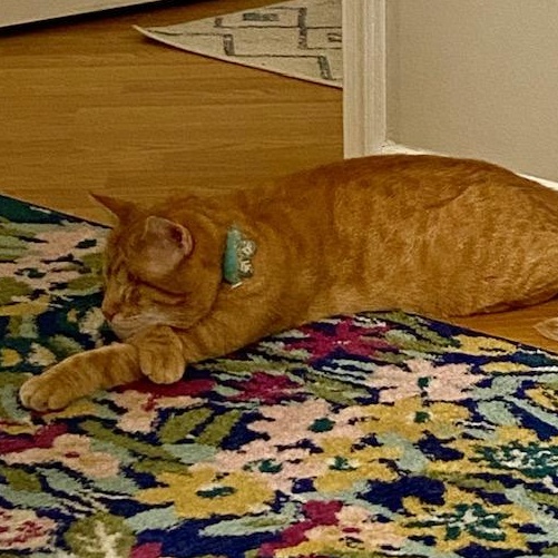 Good King Wenceslas, a Adoptable Domestic Short Hair in Sterling, VA image 4/6