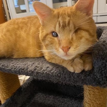 Good King Wenceslas, a Adoptable Domestic Short Hair in Sterling, VA image 5/6