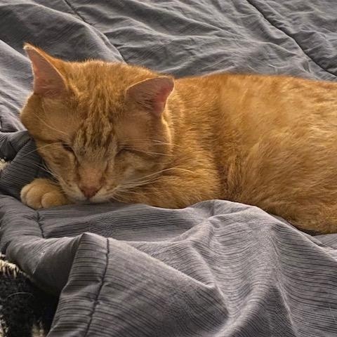 Good King Wenceslas, a Adoptable Domestic Short Hair in Sterling, VA image 1/6