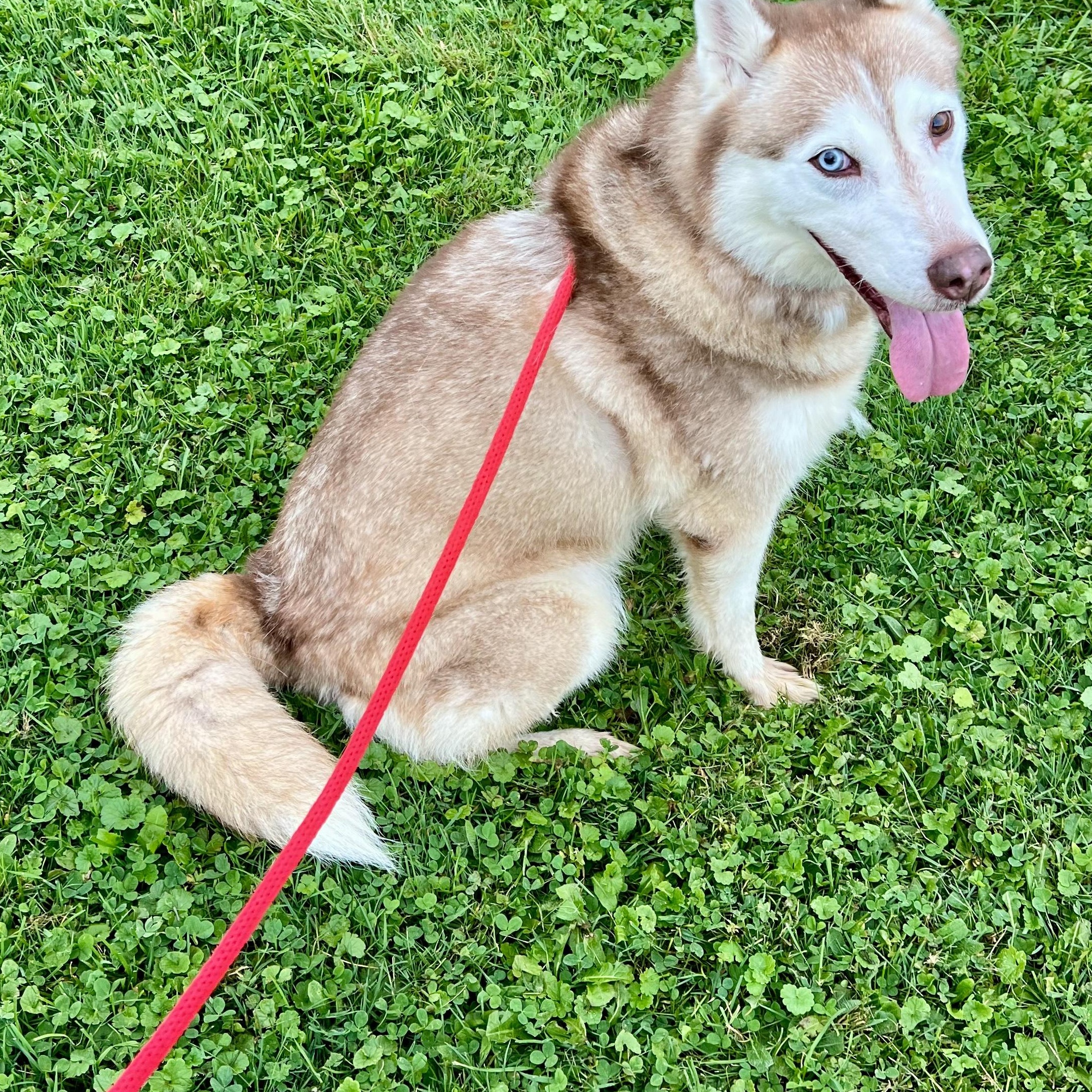 Enlarge 192085 Nikki, a Adopted Husky in Ravenna, OH image 2/5