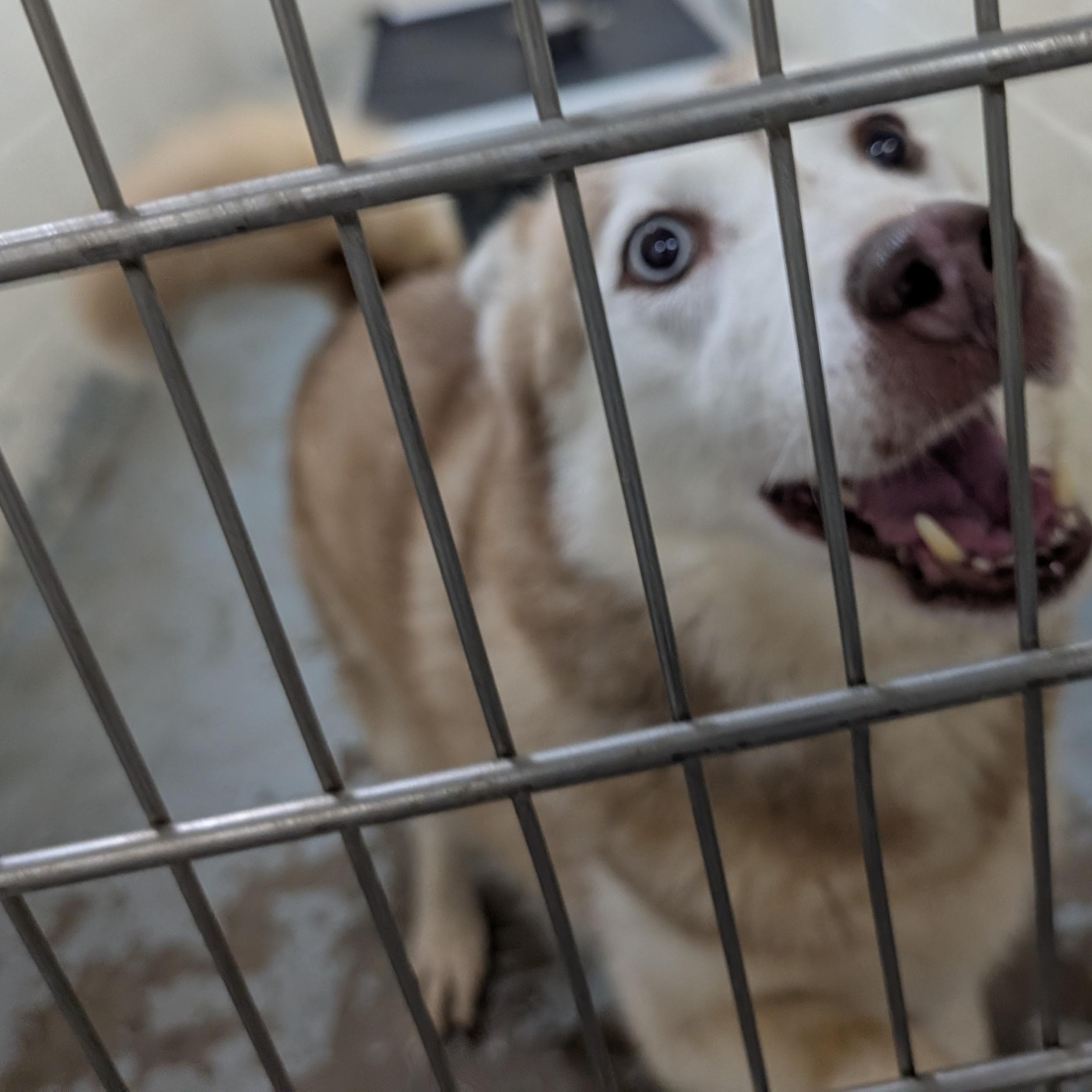 192085, ADOPTABLE, Adult Female Husky.