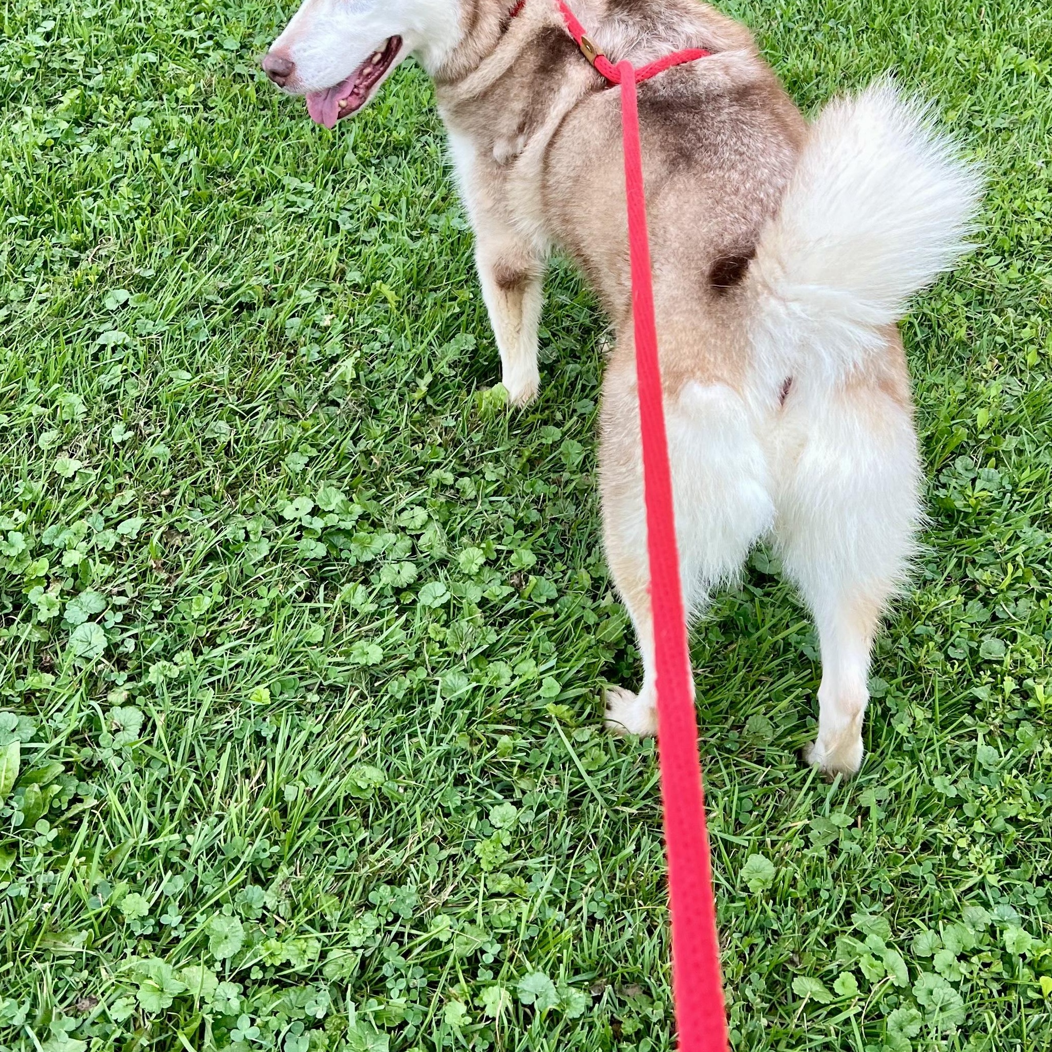 Enlarge 192085 Nikki, a Adopted Husky in Ravenna, OH image 4/5