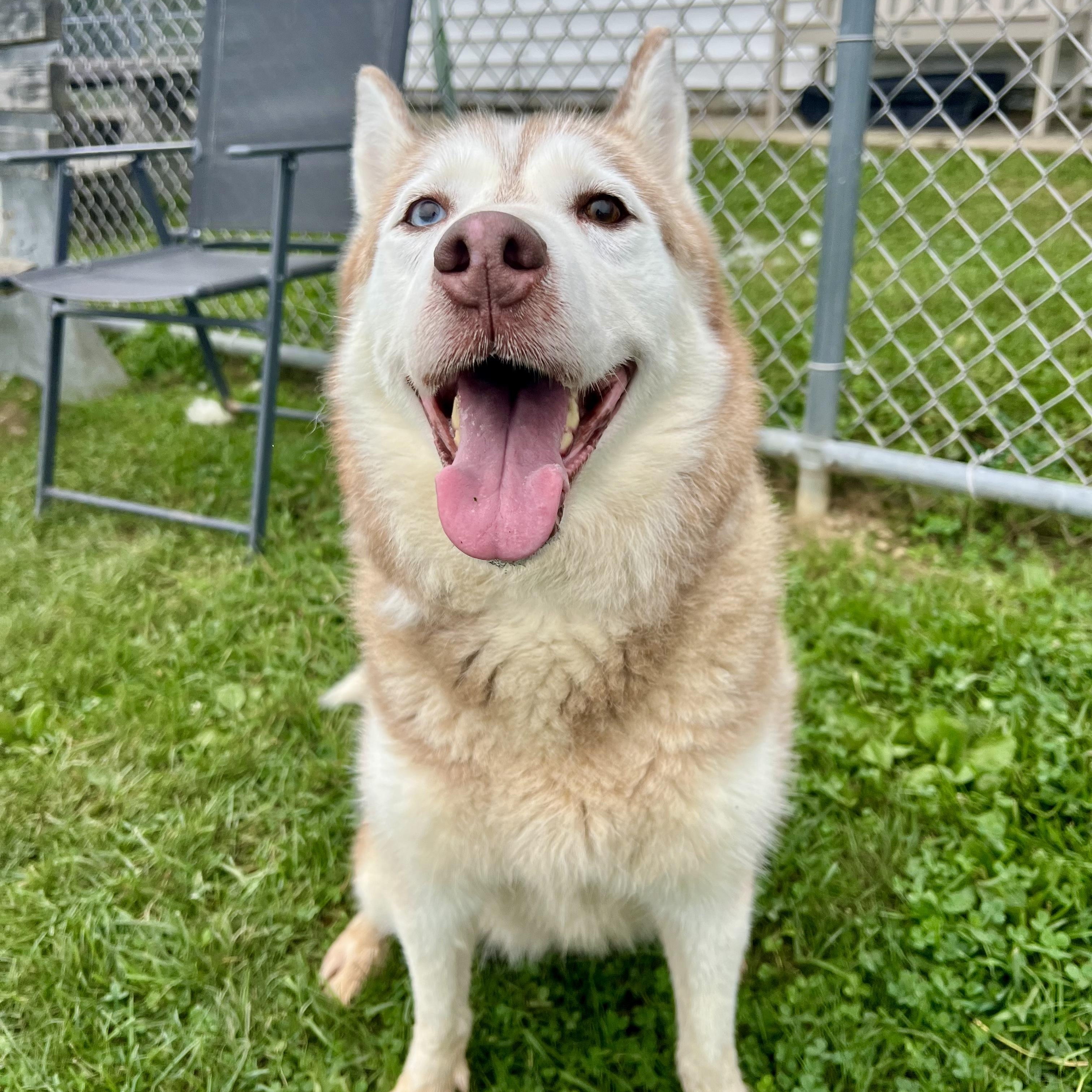 Enlarge 192085 Nikki, a Adopted Husky in Ravenna, OH image 3/5