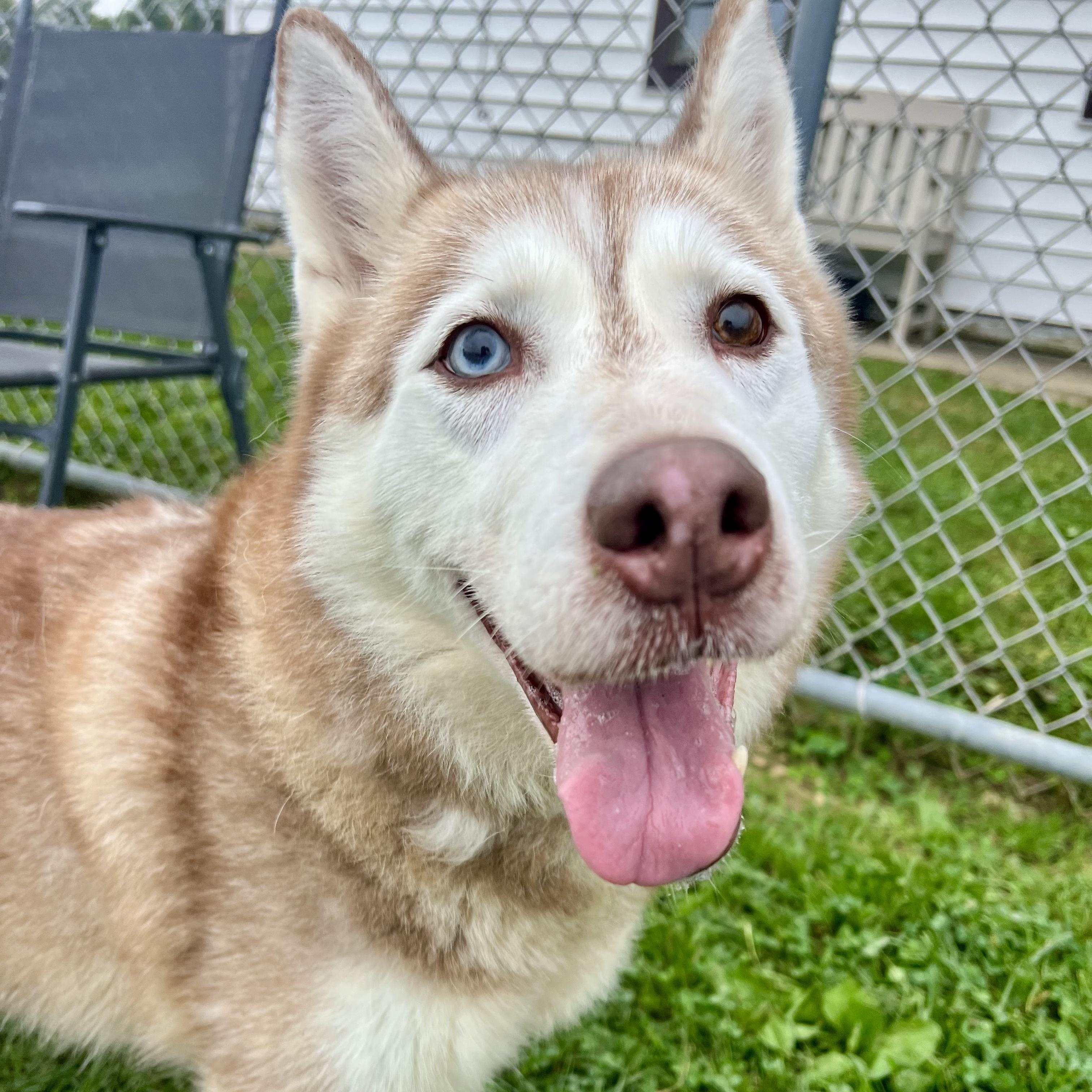 192085 Nikki, Adopted, Adult Female Husky.