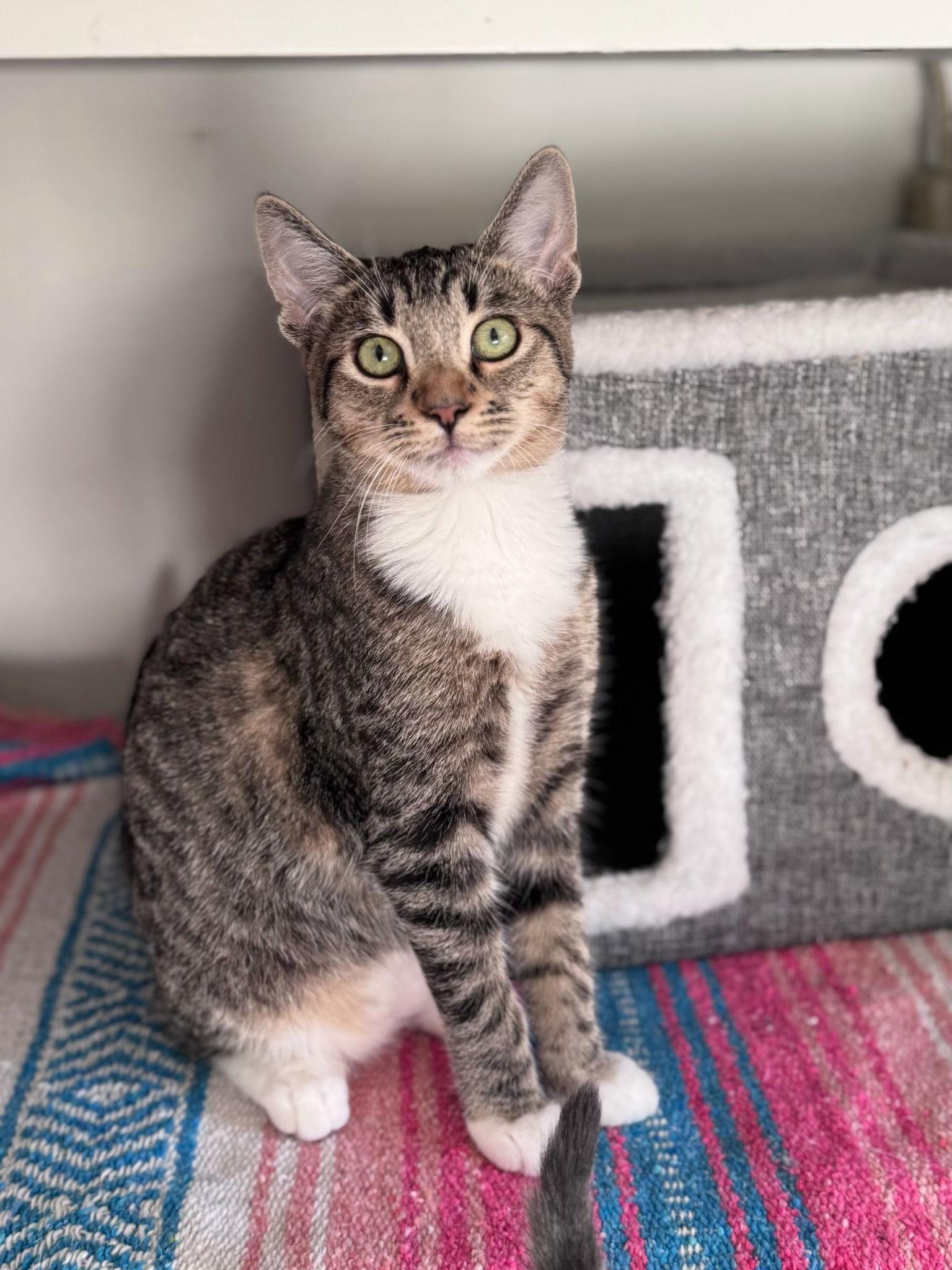 Enlarge Tom (& Clara-Bell), a Adoptable Domestic Short Hair in Castro Valley, CA image 1/1