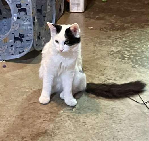 Max, Adopted, Young Male Domestic Medium Hair.