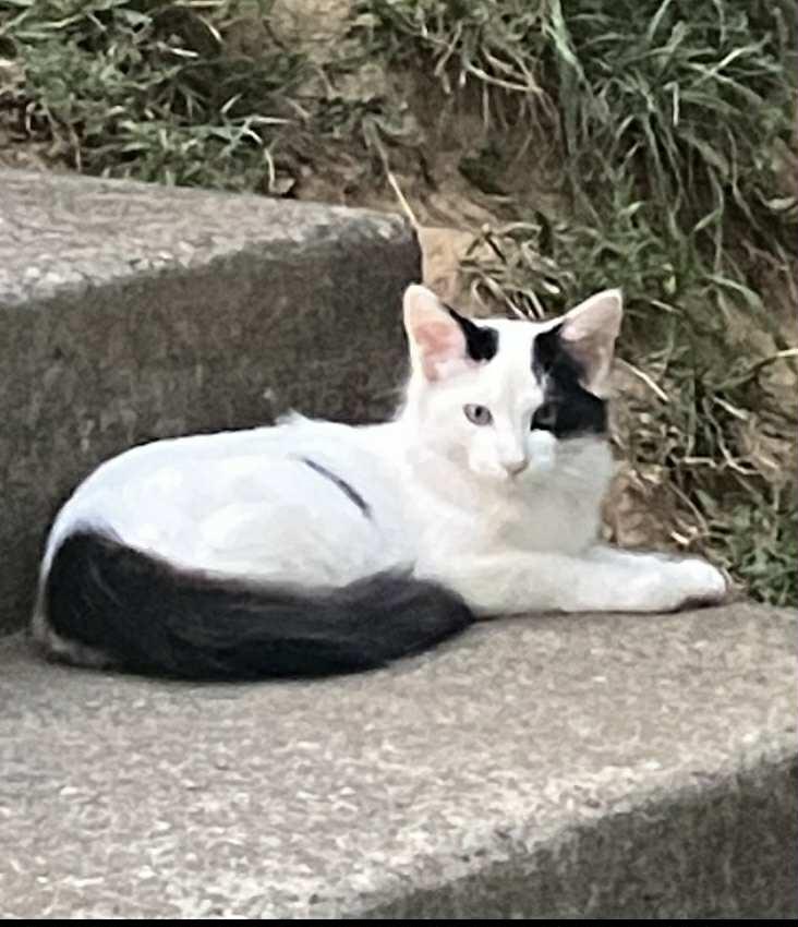 Max, a Adopted mixed breed in Bardstown, KY image 1/4